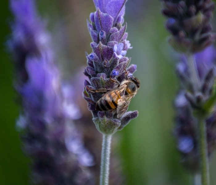 lavande huile essentielle labo fabricant